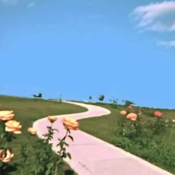 Winding path through a field of pink flowers.