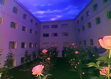 Roses in an apartment courtyard beneath a blue sky.