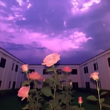 Roses in a courtyard under a purple sky.