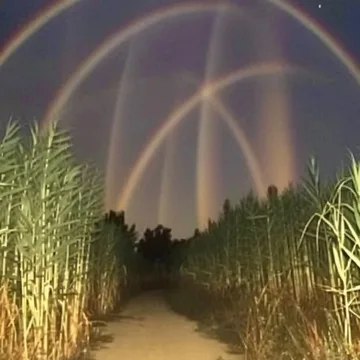Overlapping rainbows above a path through tall plants.