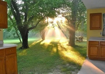 Sunlight through a tree beyond an open kitchen.