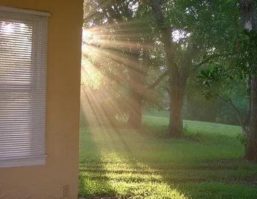 Sunlight through trees beyond an open doorway.