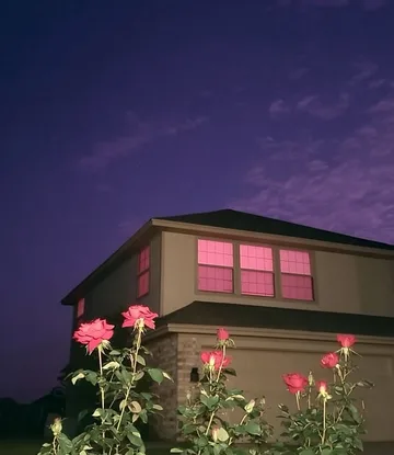 Roses outside a house with pink windows at night.