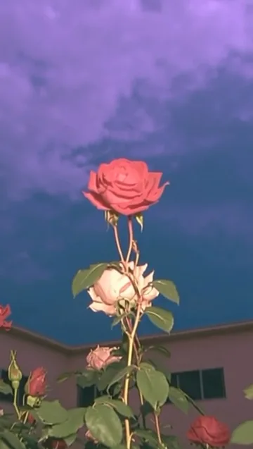 Single rose beneath a purple cloud.
