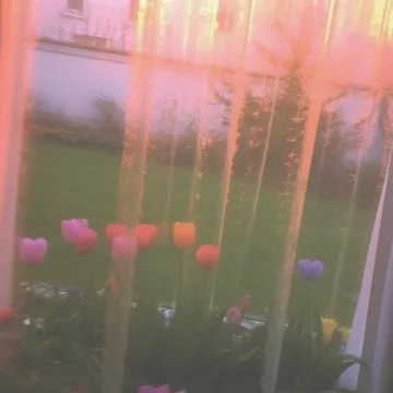 Pink flowers seen through a translucent curtain.