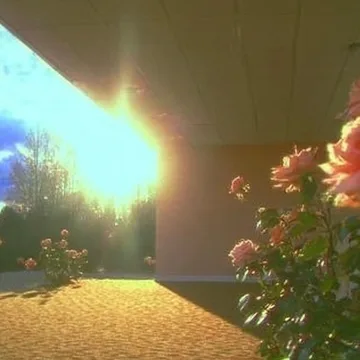 Flowers beside a bright rainbow beam.