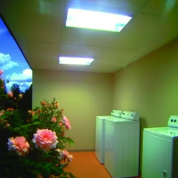 Roses beside washing machines in a green room.
