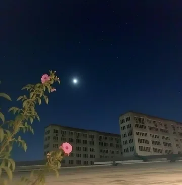 Flower before apartment buildings under moonlight.