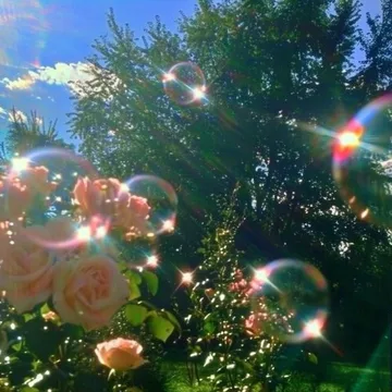 Bubbles among flowers beneath a bright sun.