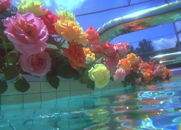Roses beside shimmering water and colorful slides.