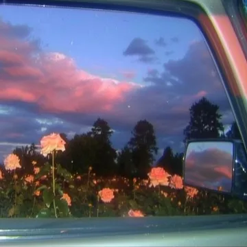 Flowers beyond a car window at sunset.