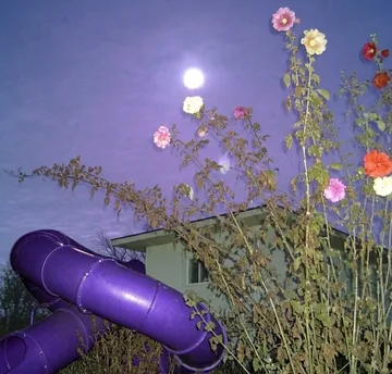 Purple slide among flowers beneath moonlight.