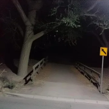 Tree beside an empty road at night.