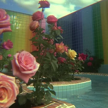 Roses beside a tiled fountain indoors.