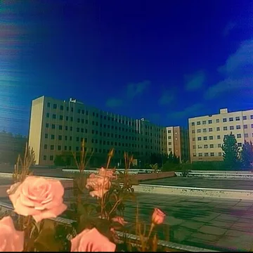 Roses in a courtyard under a deep blue sky.
