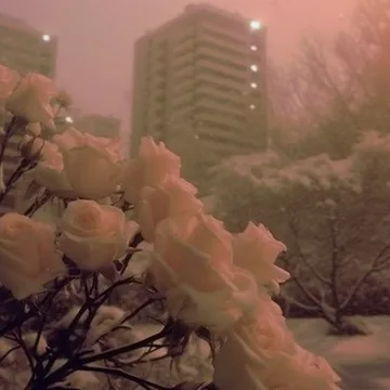 Flowers beneath a tall building in pink haze.