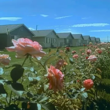 Roses in a field before distant houses.