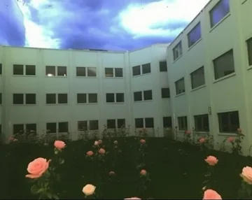 Roses in a pale apartment courtyard.
