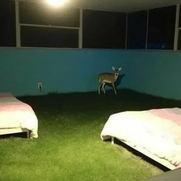 Deer standing in a dark room with beds.