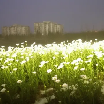 White flowers before distant towers at dusk.
