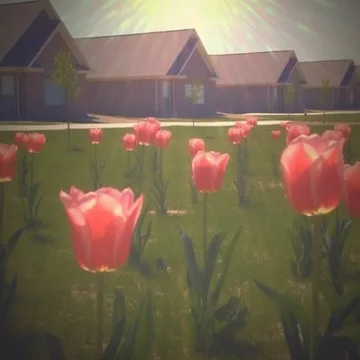 Pink tulips in a suburban garden.