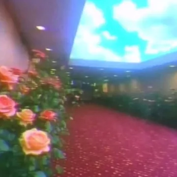 Roses in a pink-carpeted room beneath an open sky.